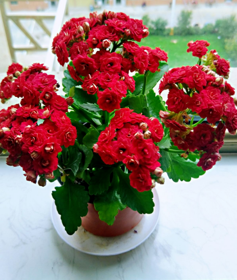 喜上加喜长寿花的10个红色品种家里养一盆赛过红灯笼