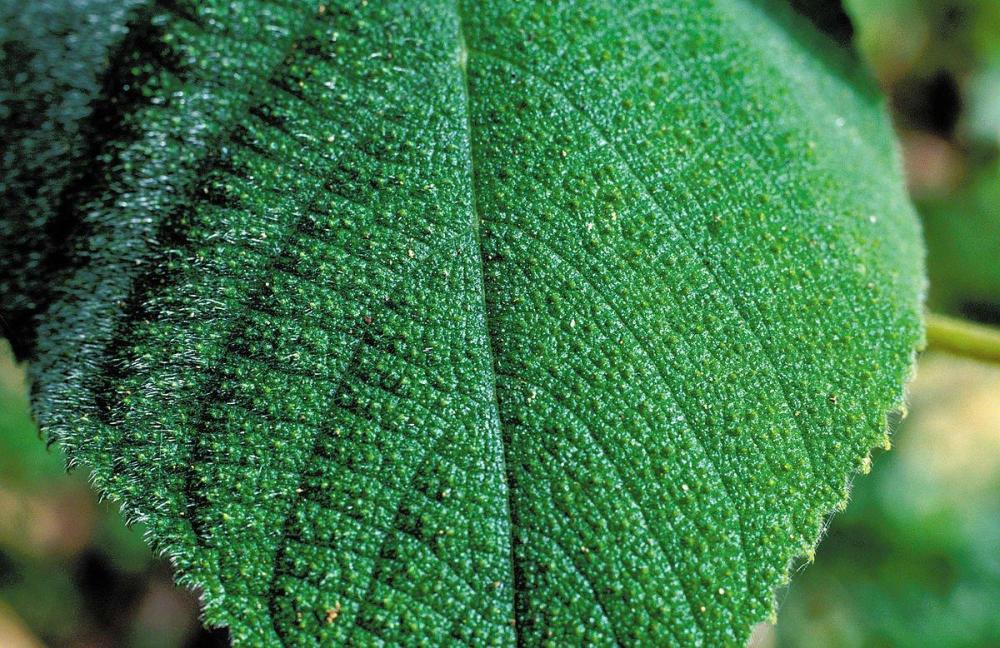 世界上最痛植物?有人用树叶擦屁股后自杀,金皮树有多恐怖?