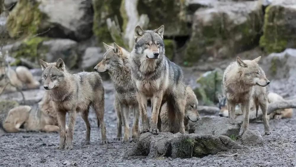 狼群以家庭为单位,低级狼没有交配权,它们如何繁衍后代?