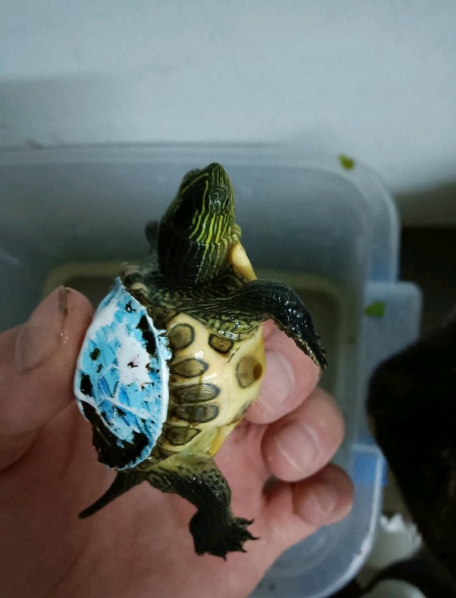 事实上,在长江君看来,龟贩为了"忽悠小朋友",在乌龟背上涂抹油漆图案