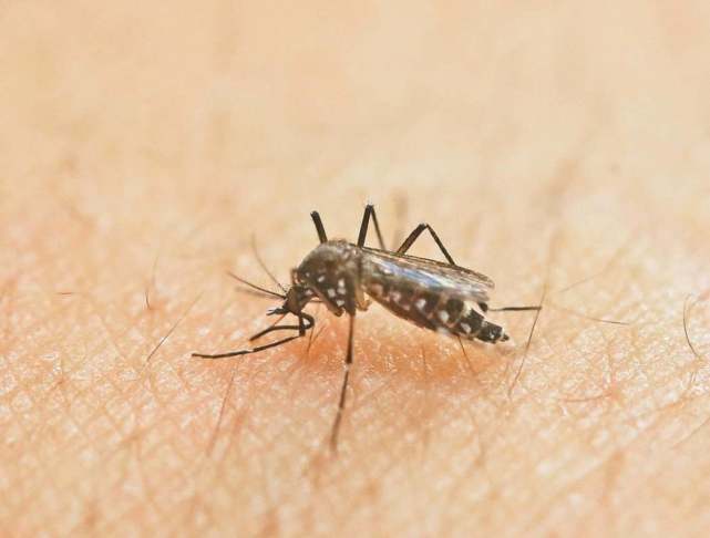 喜欢傍水而生的蚊子为什么会在新疆北湾地区密集出现?