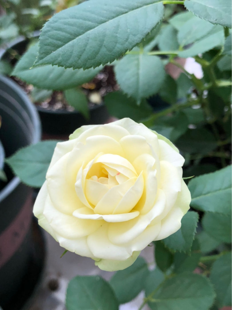 10种常见月季花图鉴,不要再问别人了,自己收藏慢慢看
