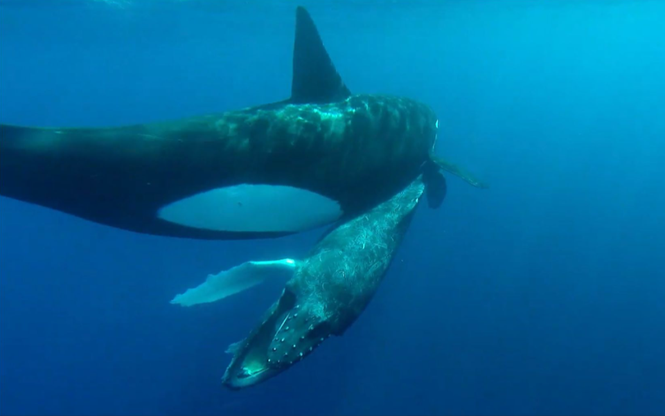 被圈养42年后加拿大最孤独的虎鲸开始自残民众呼吁放生