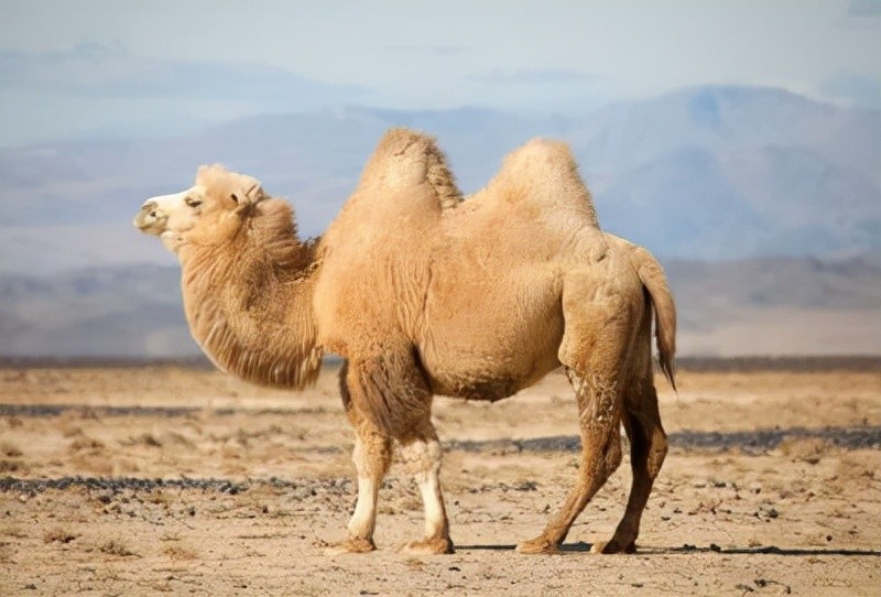 为什么澳大利亚的骆驼是"单峰",我国的骆驼却是"双峰"