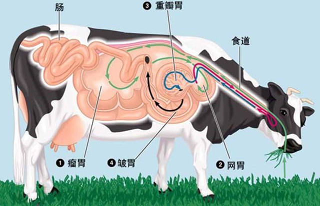 什么如牛什么成语_成语故事简笔画(2)