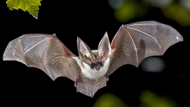 "毒王"蝙蝠:为什么偏偏喜欢倒挂着睡觉,不怕脑袋充血吗?