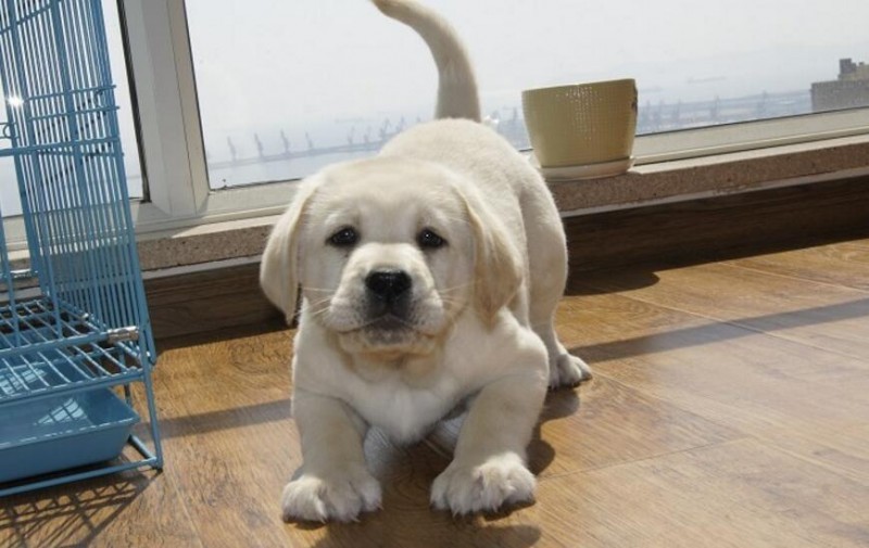 拉布拉多怎么看品相纯种拉布拉多犬标准及图片
