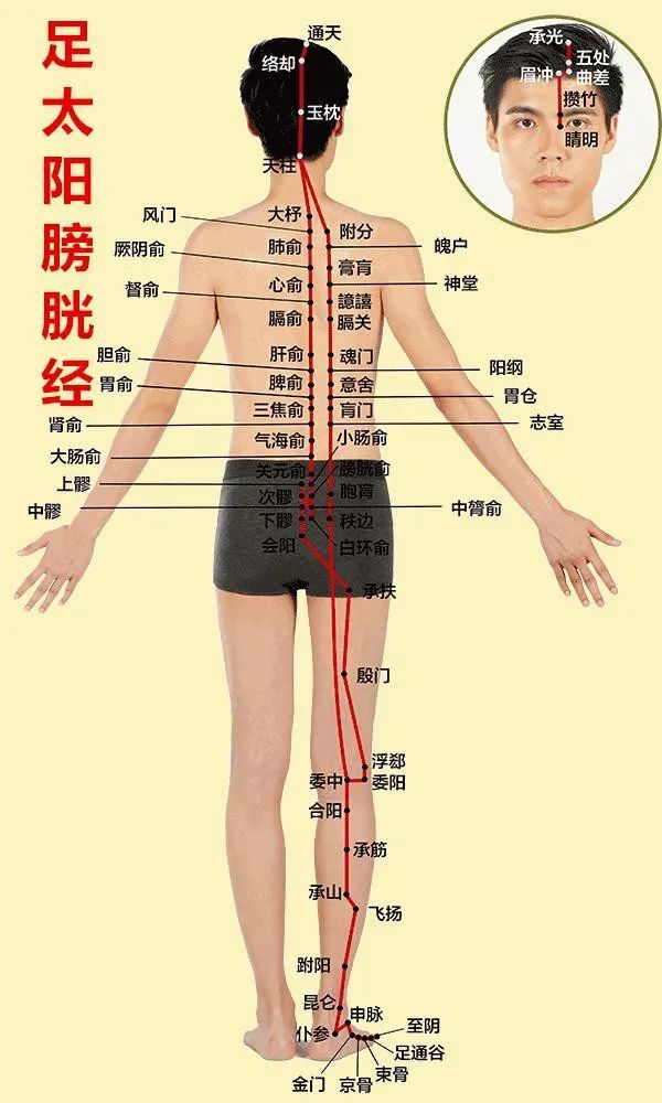脾经 2,足厥阴肝经 3,足少阴肾经 这三条经络都在腿内侧,经络的走向是