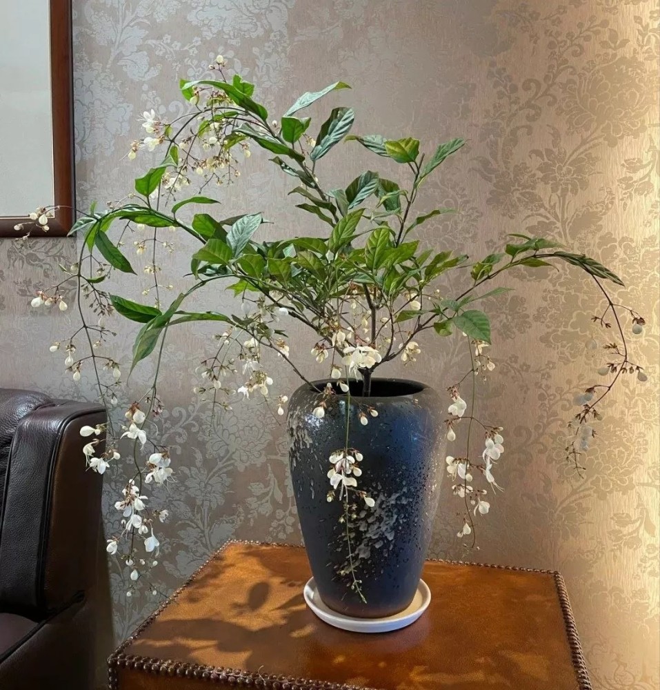在养护上,垂丝茉莉可比茉莉花好养许多,生性强健皮实,而且长势超快