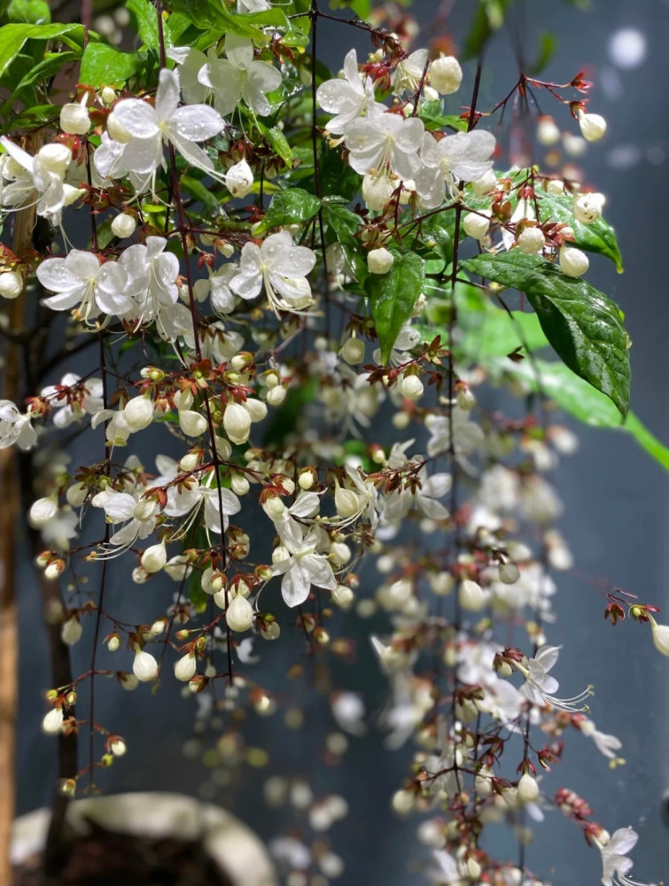 网红盆栽"垂丝茉莉—花如群蝶飞舞,香气四溢怡人,三季有花开