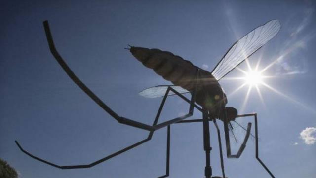 蚊子在地球上到底有什么用?如果全部灭绝,会有何严重后果?