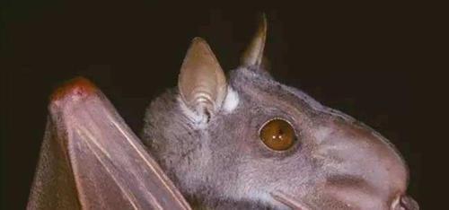 非洲最大蝙蝠,长着一张"马脸",比异形电影还吓人?