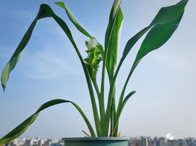 这种姜会开花,花型似荷花