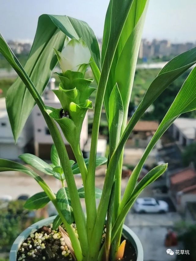 这种姜会开花,花型似荷花