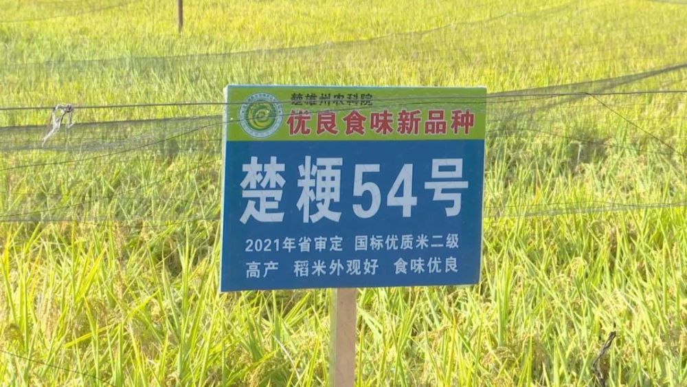 【cop15】楚雄州农科院新育成水稻品种楚粳54号