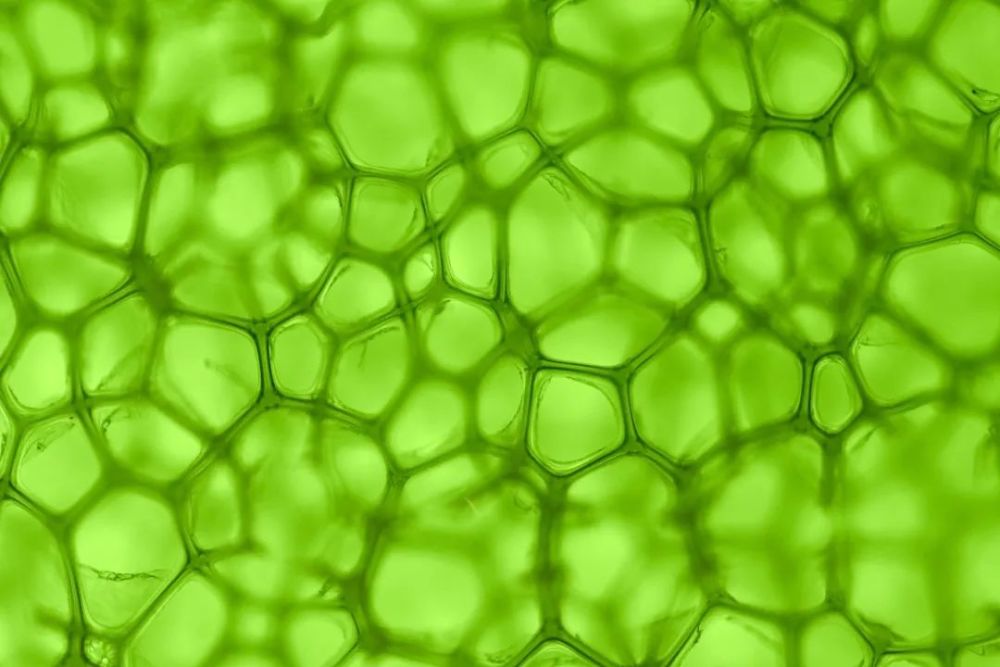 叶绿体和线粒体都是细菌的后代?"巧取豪夺"的生物进化