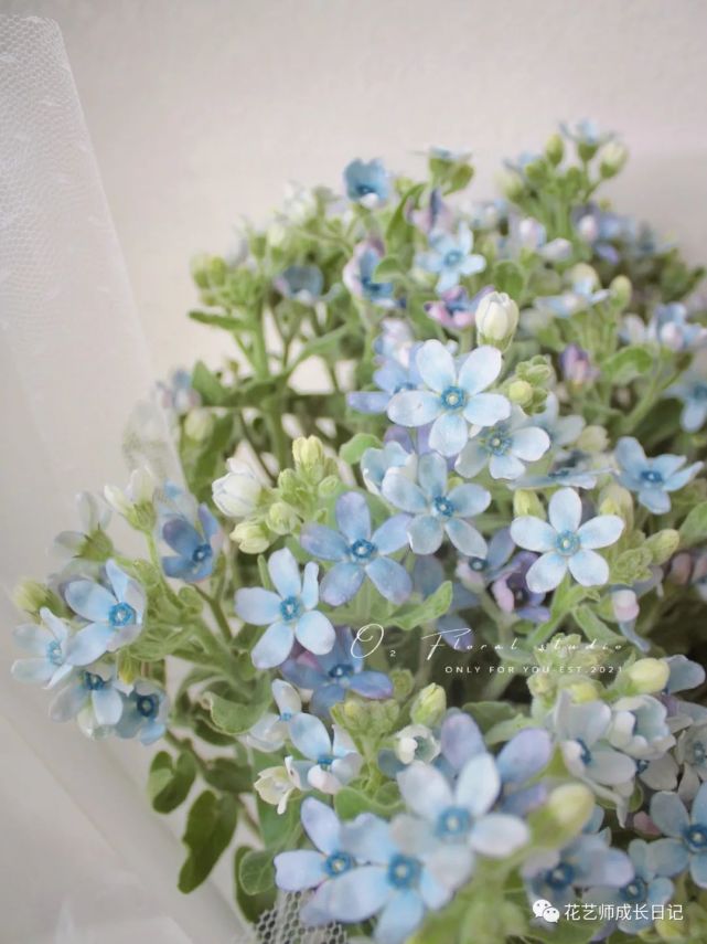 蓝星花在日本可是网红花材,日本人还给它起了一个特别美的名字:琉璃唐