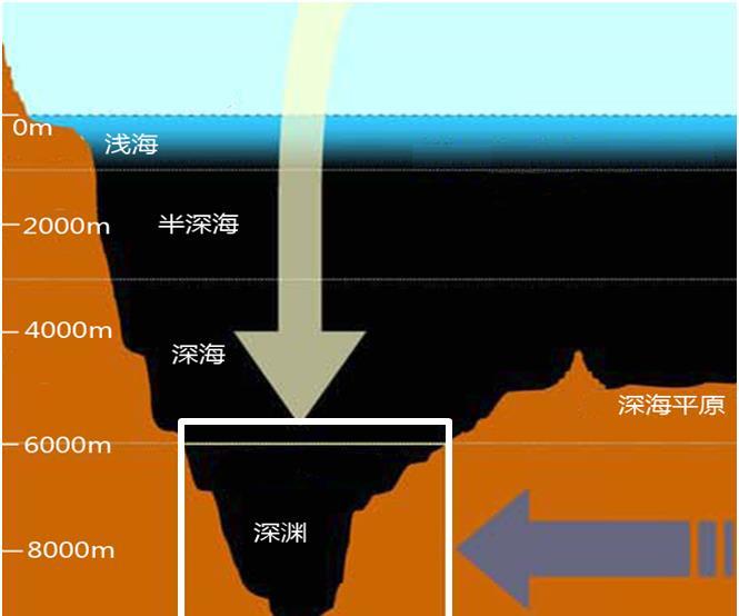 "奋斗者"号下潜到万米深海,发现海底并非一片沉寂