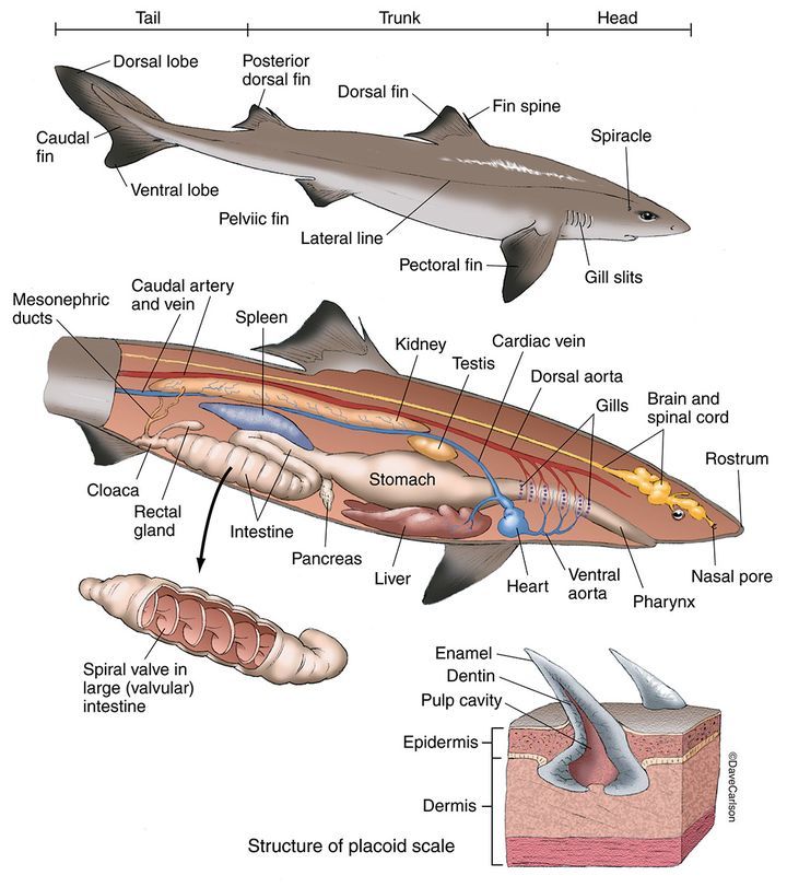 为什么人类只吃鱼翅,却很少听说吃鲨鱼肉呢?真的不好吃吗?