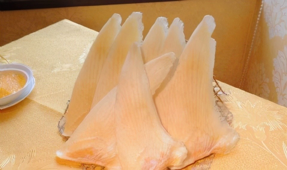 为什么人类只吃鱼翅,却很少听说吃鲨鱼肉呢?真的不好吃吗?