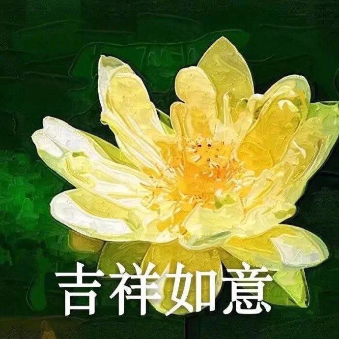 荷花头像心如止水