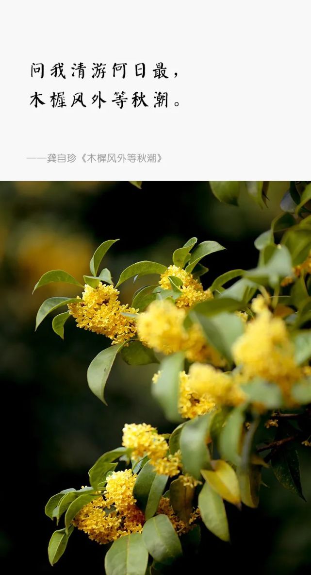 园林梦话|闻木樨香