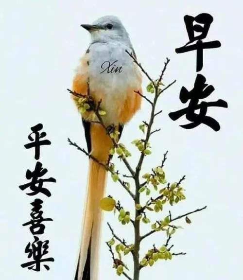 微信问候朋友早上好温馨祝福语句,最新早上好动态唯美