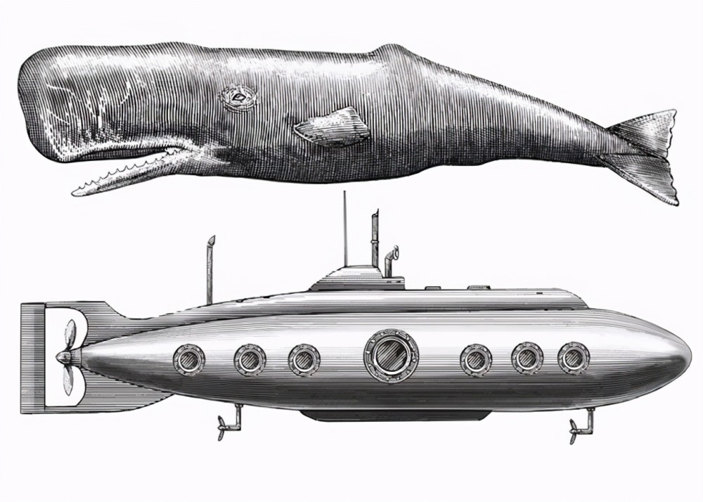 鲸鱼是肉做的潜入3千米深海没事为何军用潜艇却会被压扁