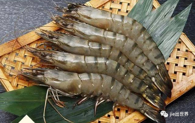 三十厘米长一斤重,黑虎虾为何如此猖狂?