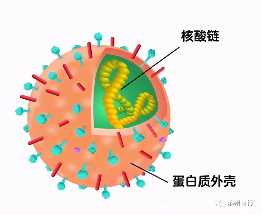 是由核酸和蛋白质构成,体积极其微小(绝大多数要在电子显微镜下才能
