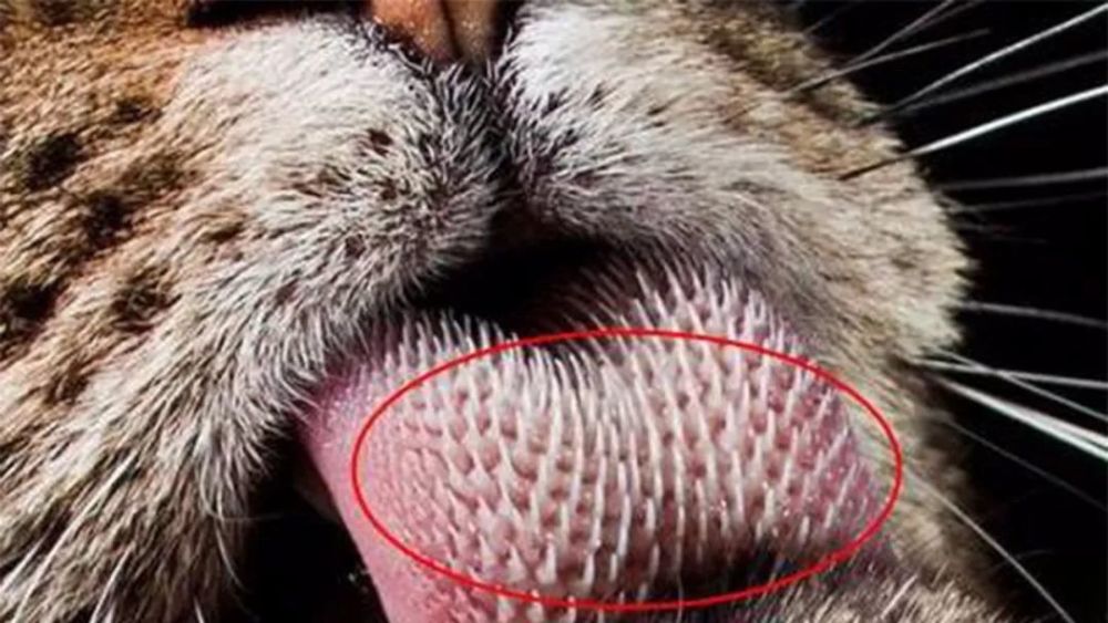 猫咪为什么会长倒刺,这个倒刺可不简单!