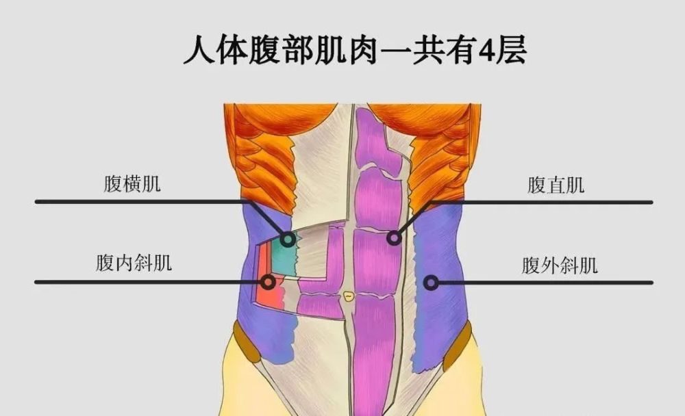 腹部肌群是人体的核心部分 它们像一张细密编织的网 稳稳地包绕着我们