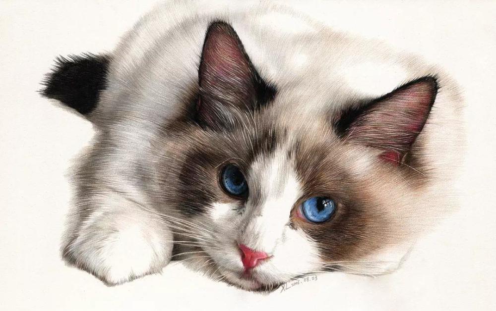 《布偶猫》