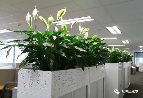 办公室的植物要怎么样去摆放