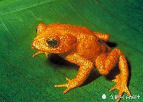 灭绝动物盘点:金蟾蜍是过去几十年中消失的物种中最美的一种