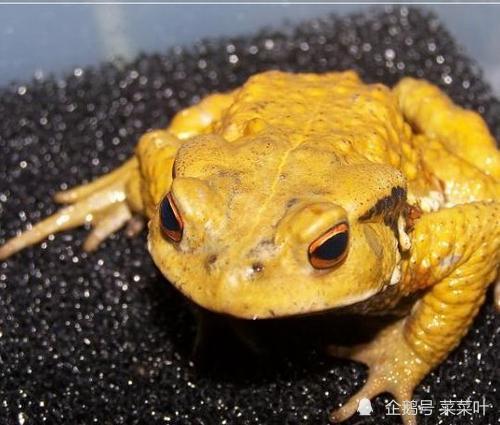 灭绝动物盘点:金蟾蜍是过去几十年中消失的物种中最美的一种