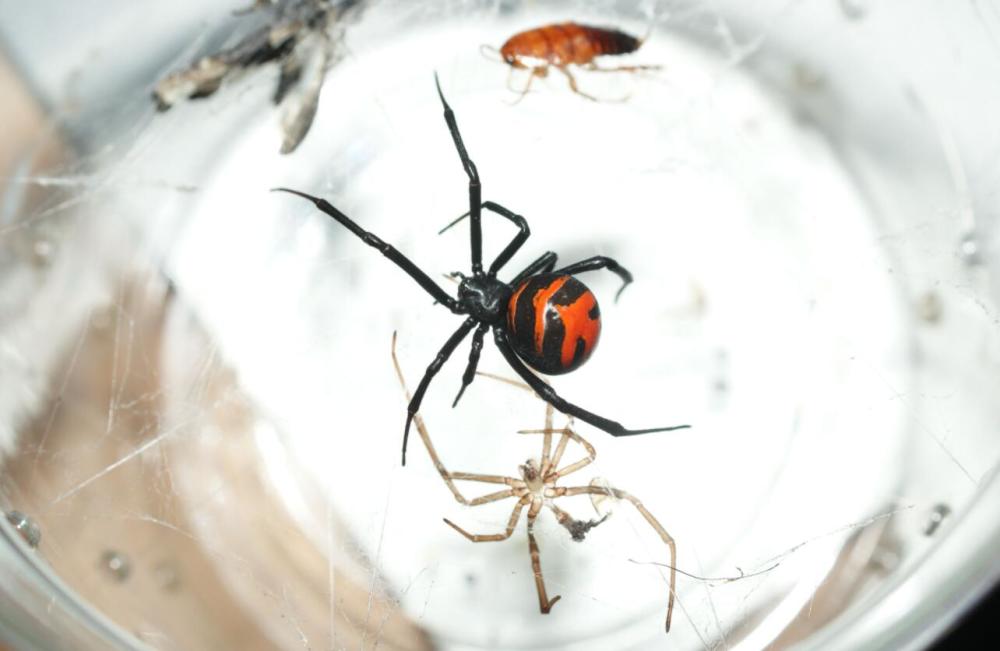 世界最毒蜘蛛!天津海关查获"暗藏"黑寡妇的货物,它有多可怕?