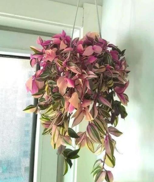 养婚礼油画吊兰,掌握3点是关键,尤其最后一点,决定的