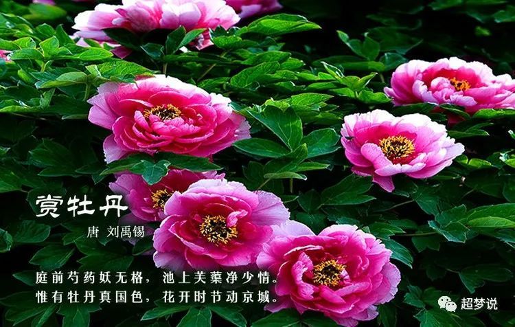 【诗配画】中国古诗词·百花篇《赏牡丹》