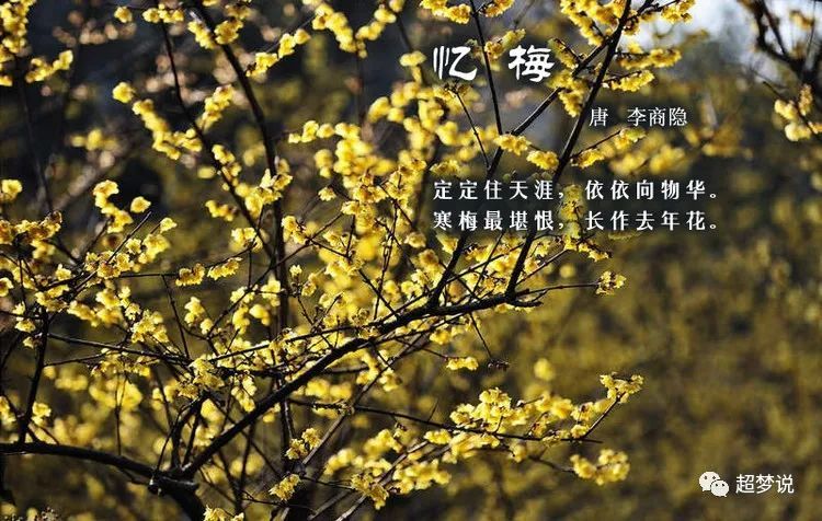 【诗配画】中国古诗词·百花篇《忆梅》