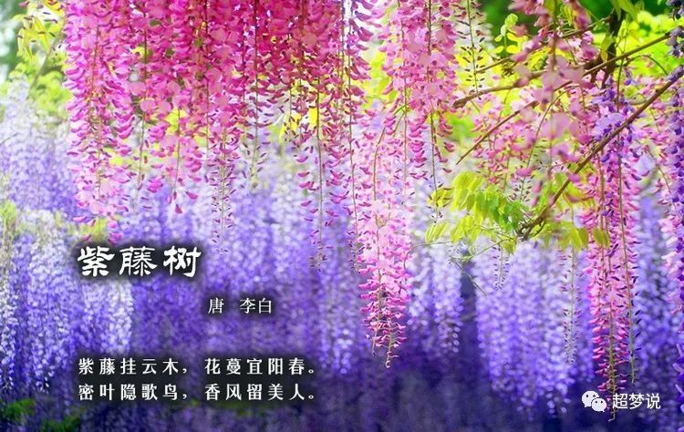 【诗配画】中国古诗词·百花篇《紫藤花》