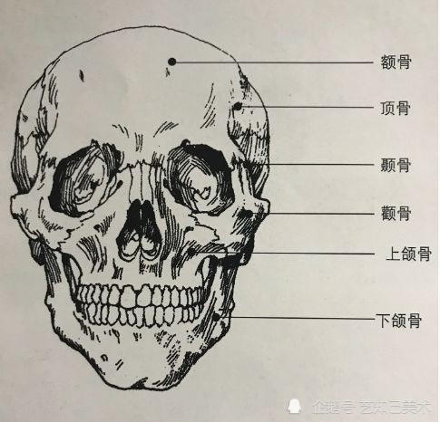 形体的的本质—骨骼将长方体与球体结合起来,就是头像,然后将它不断