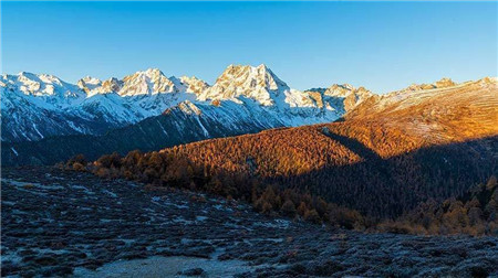 云南白马雪山国家级自然保护区珍稀动植物逐年增加