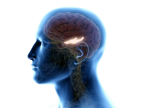 大脑中的海马体与真正的海马对比第一部分是前额叶,它处于大脑的前部