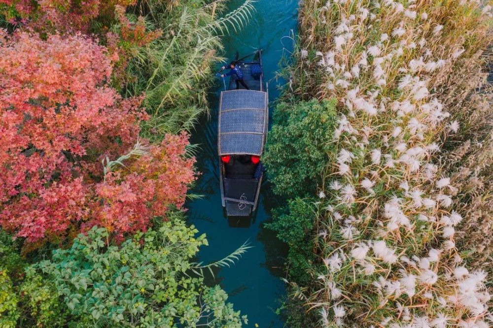 迷上十里芦苇荡,心动一座沙家浜