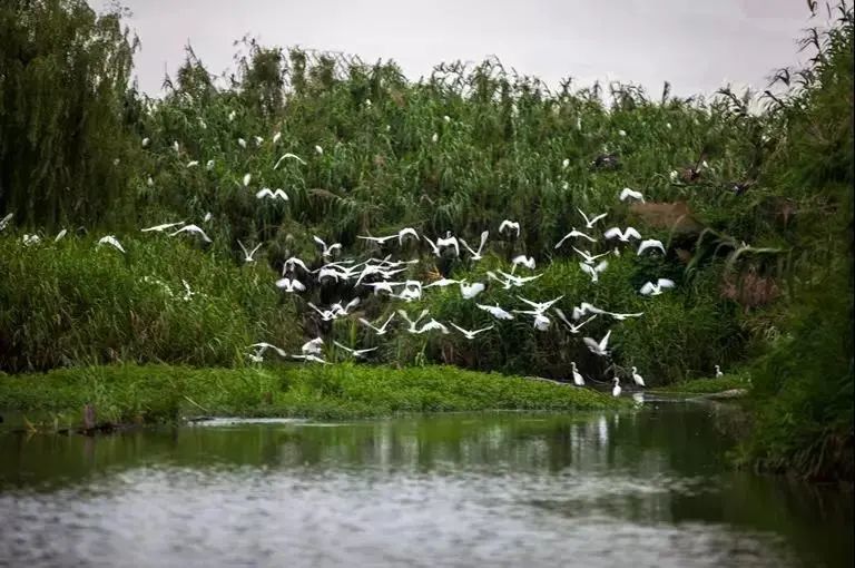 迷上十里芦苇荡,心动一座沙家浜