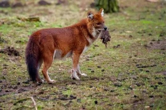 四大猛兽之首"豺"现身云南,如果对野猪下手,能保全农