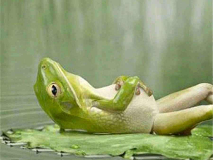 2,趣图:一只青蛙吃多了躺下休息,刚好被抓拍到了.