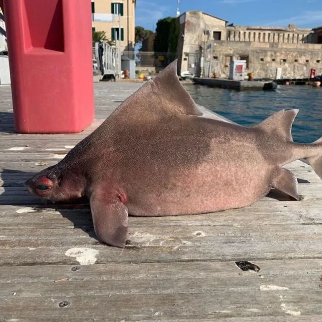 和粉红的鼻子,有人将它叫做"猪鱼,事实上它的名字叫角鲨(oxynotus