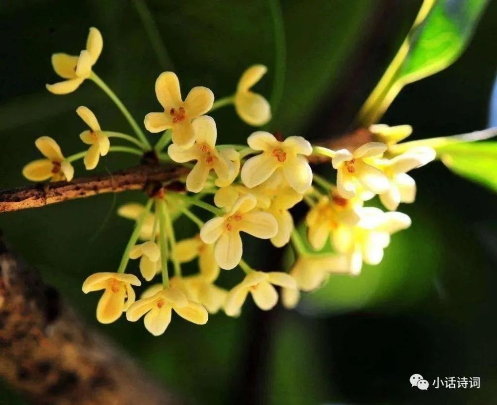 陈亮给朋友寄去一首桂花词,桂花的崇高美跃然纸上,读来让人回味